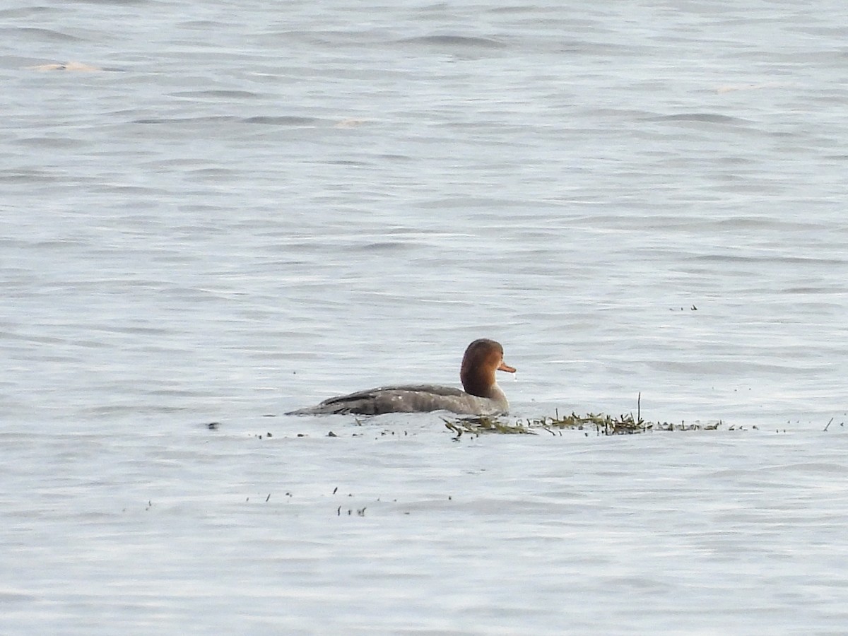 Red-breasted Merganser - ML644725376