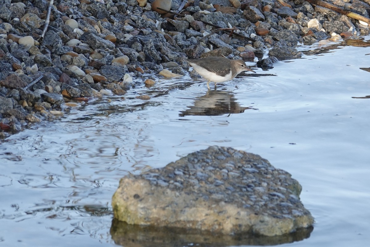 Spotted Sandpiper - ML644725377