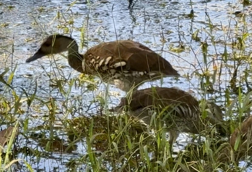 Suirirí Yaguaza - ML644725414