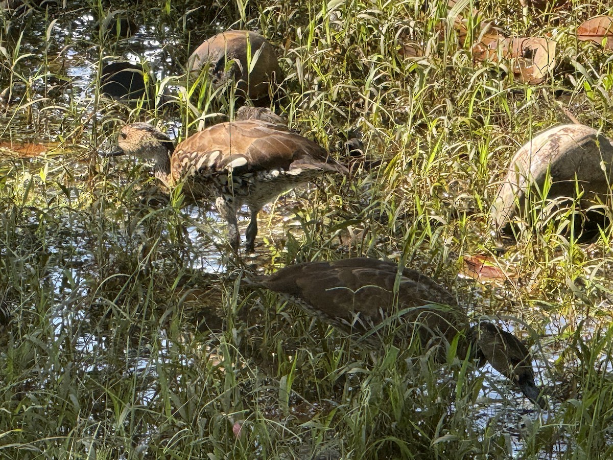 Suirirí Yaguaza - ML644725415