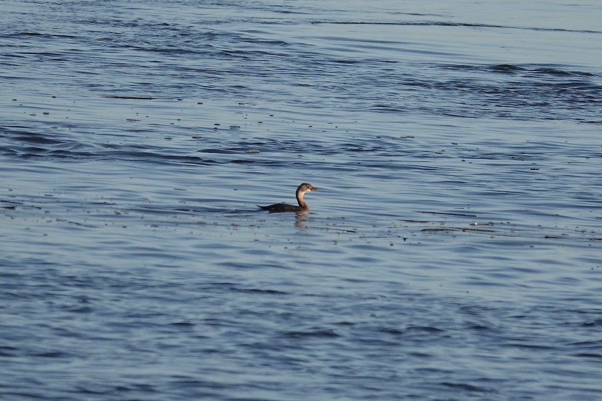 Pied-billed Grebe - ML644725418