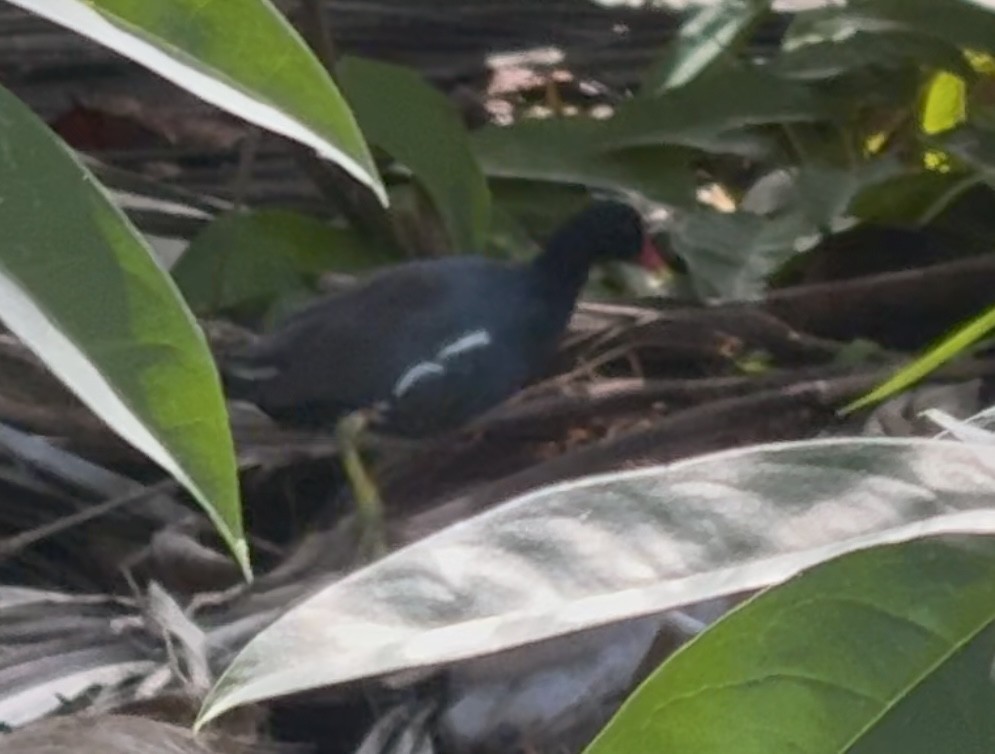 アメリカバン - ML644725431