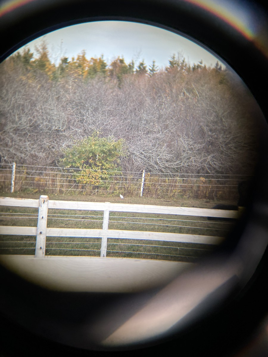 Western Cattle-Egret - ML644725434