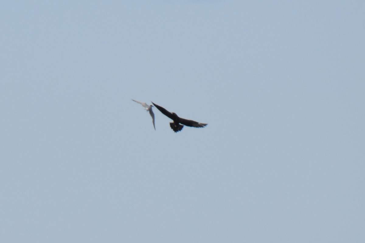 jaeger sp. - ML644725443