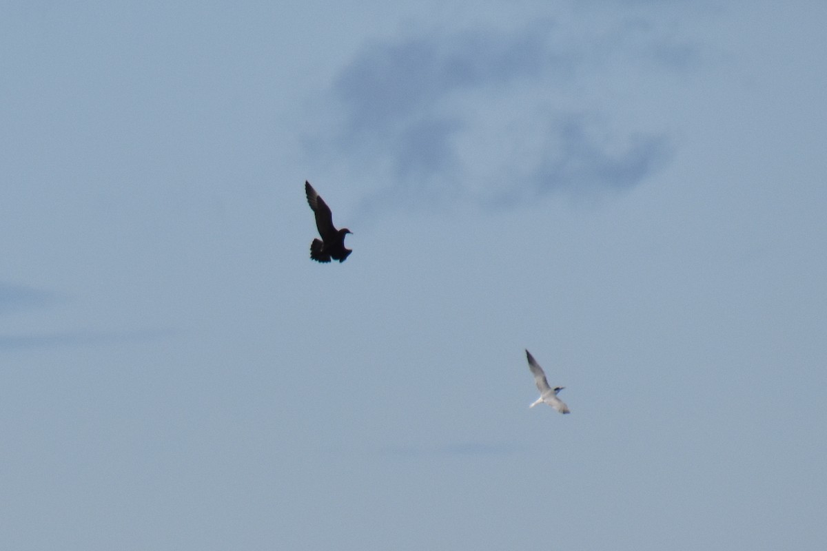 jaeger sp. - ML644725445