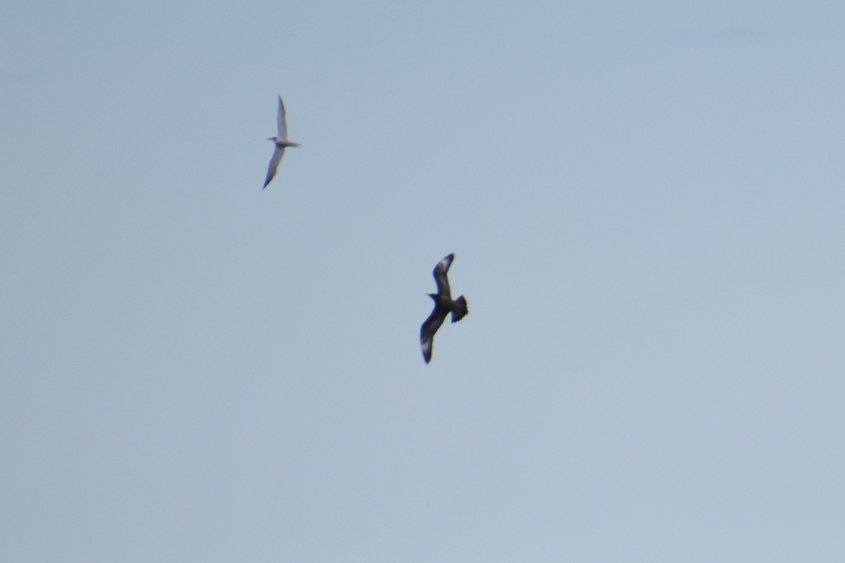 jaeger sp. - ML644725448