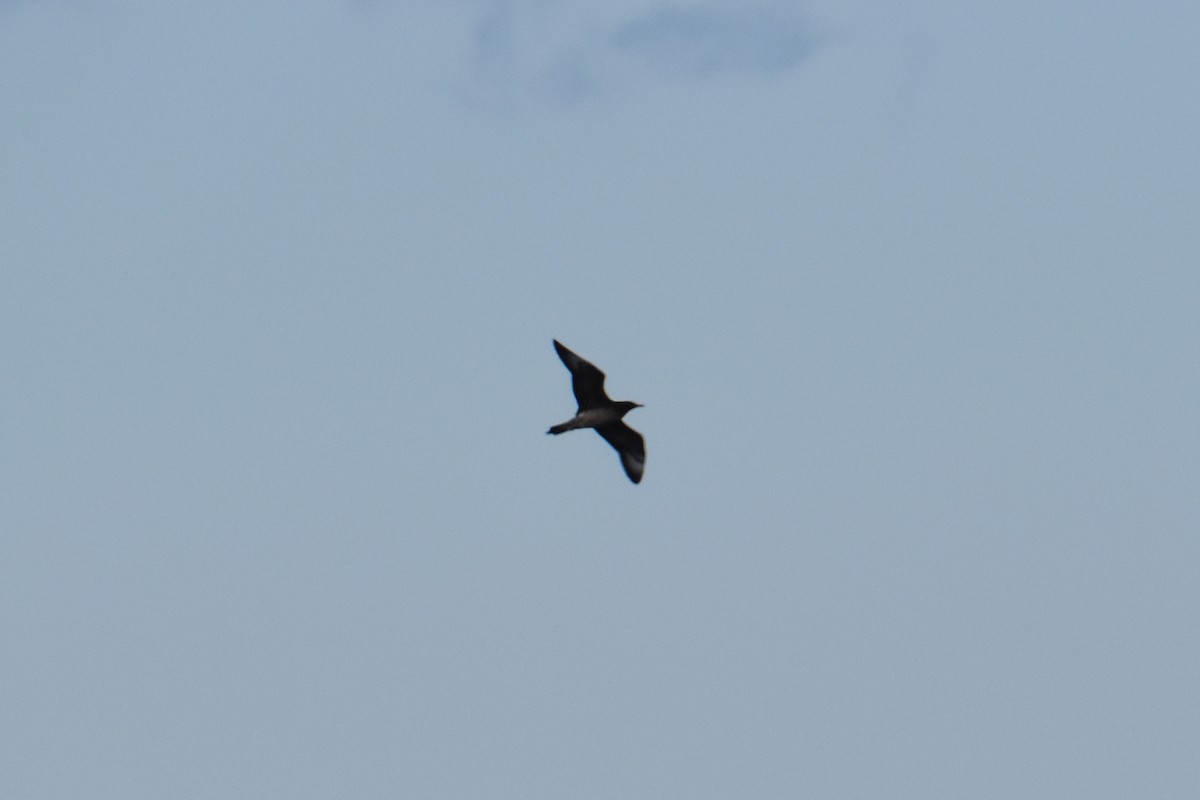 jaeger sp. - ML644725449