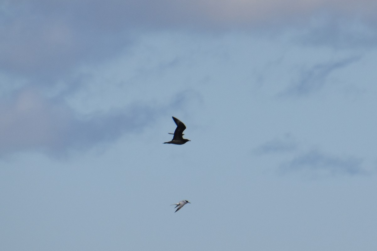 jaeger sp. - ML644725450