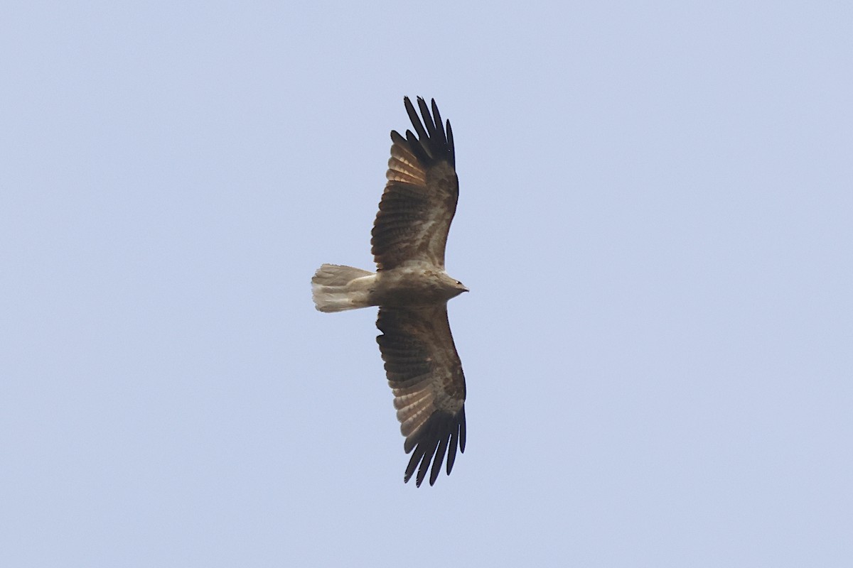 Whistling Kite - ML644725455