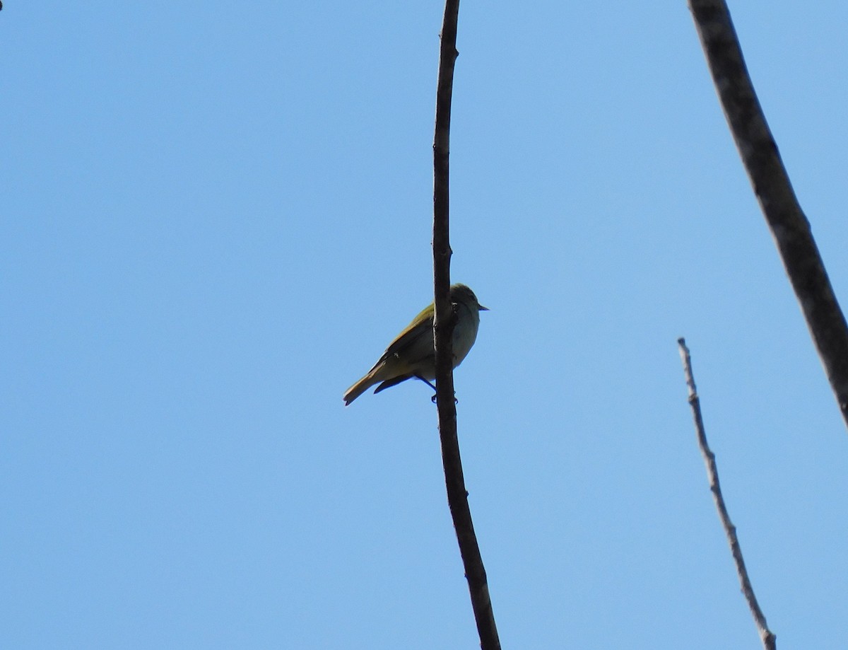 Tennessee Warbler - ML644725457