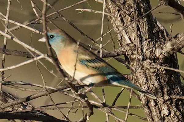 Lazuli Bunting - ML644725459