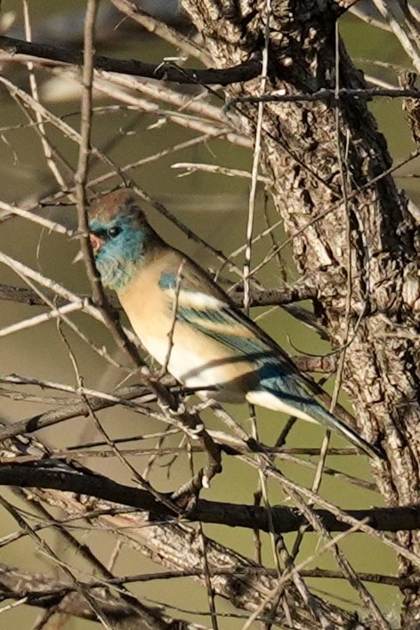 Lazuli Bunting - ML644725460
