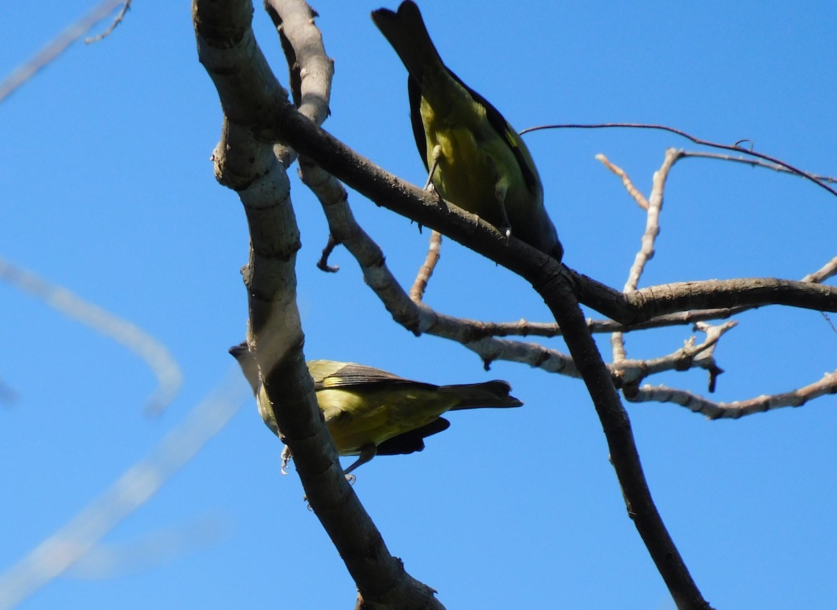 Yellow-winged Tanager - ML644725462