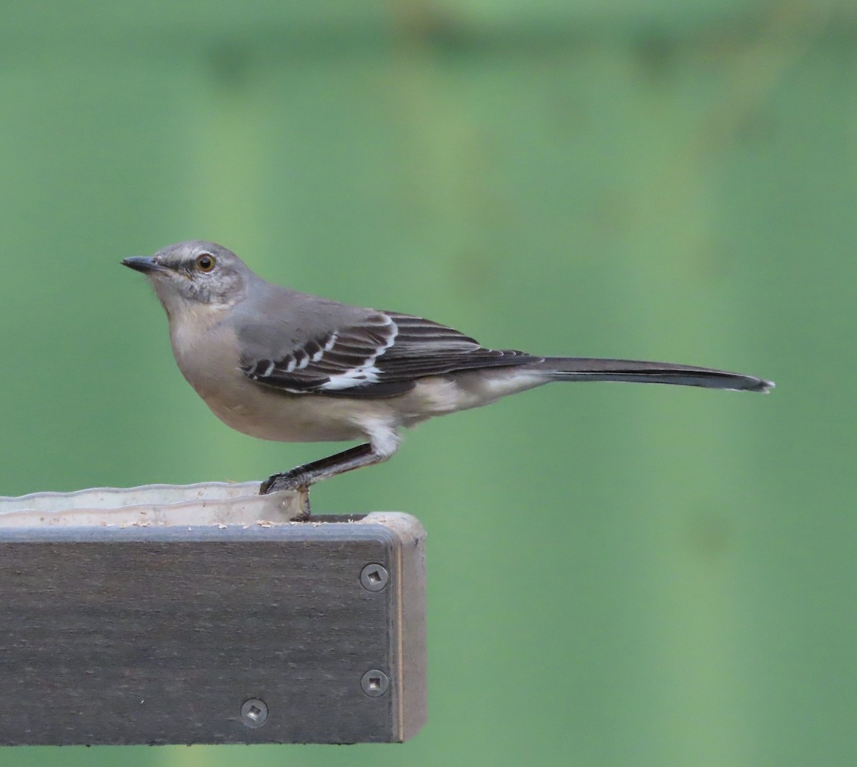 Kuzeyli Taklitçi - ML644725464