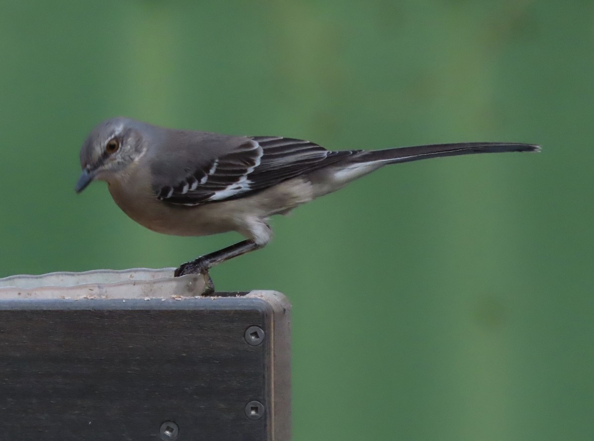 Kuzeyli Taklitçi - ML644725465