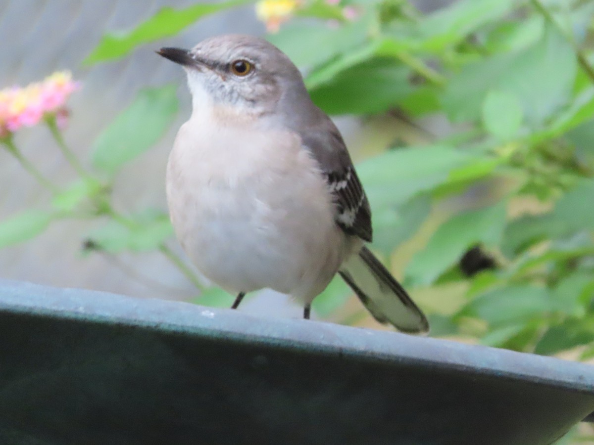 Kuzeyli Taklitçi - ML644725466