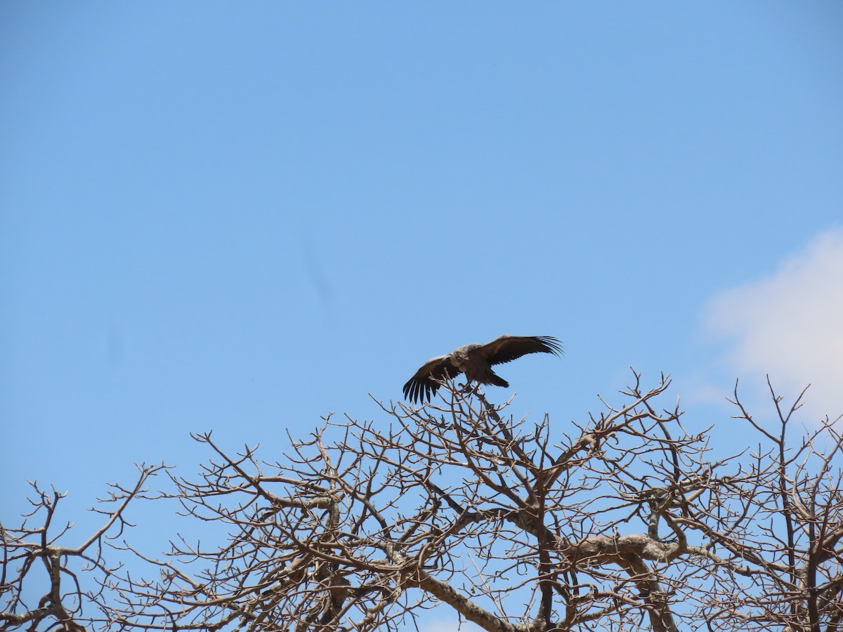 White-backed Vulture - ML644725467