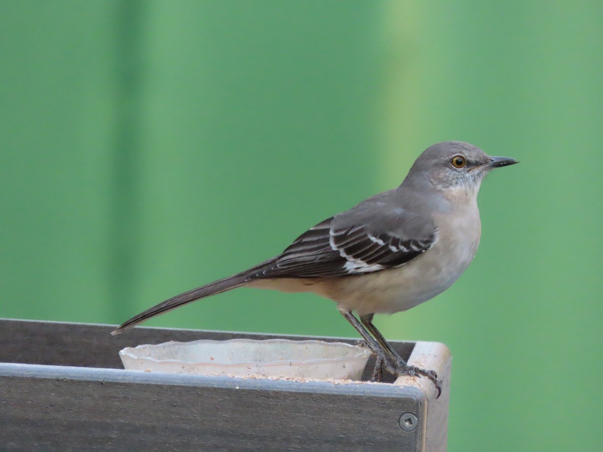 Kuzeyli Taklitçi - ML644725469