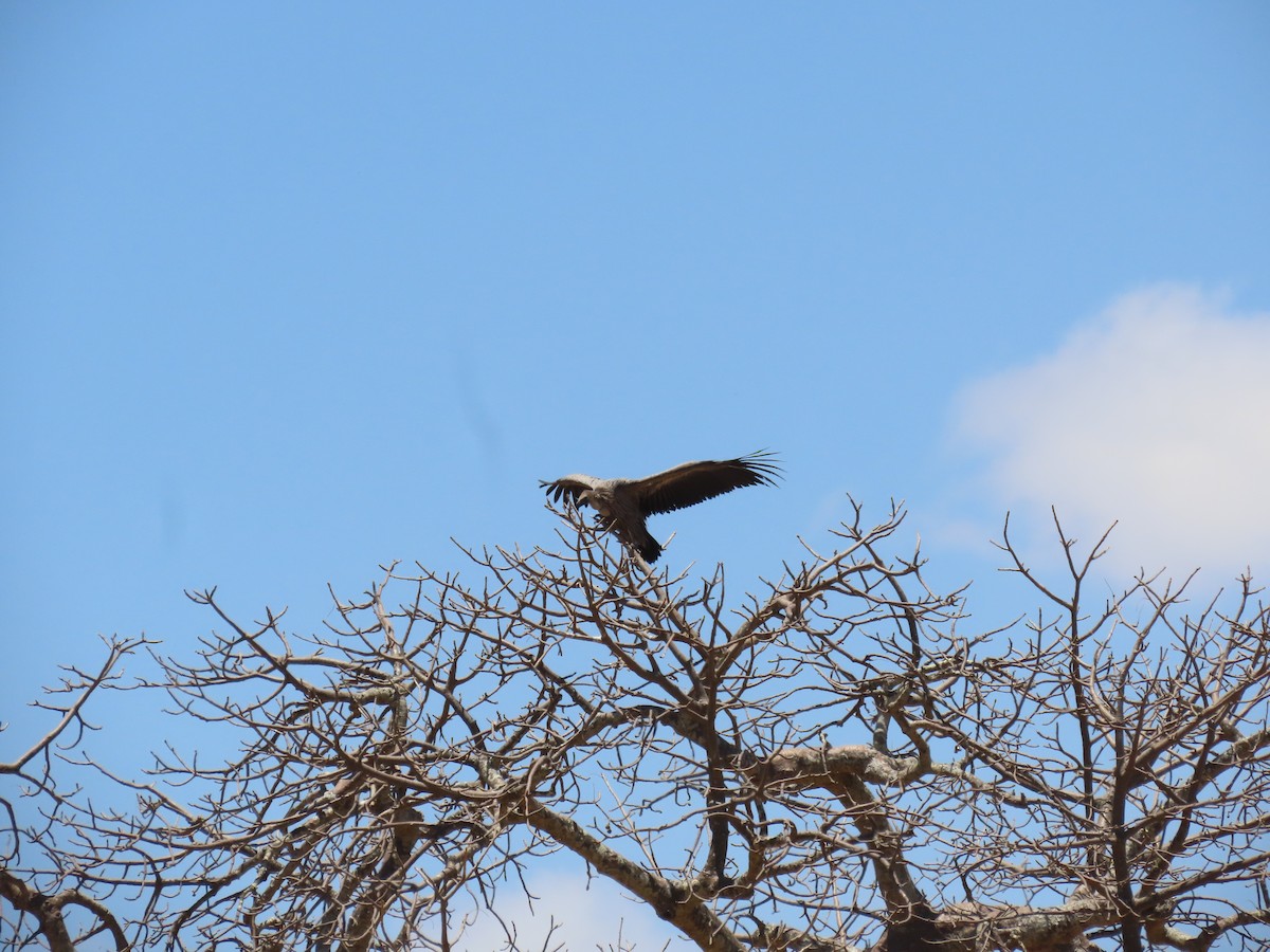 White-backed Vulture - ML644725470