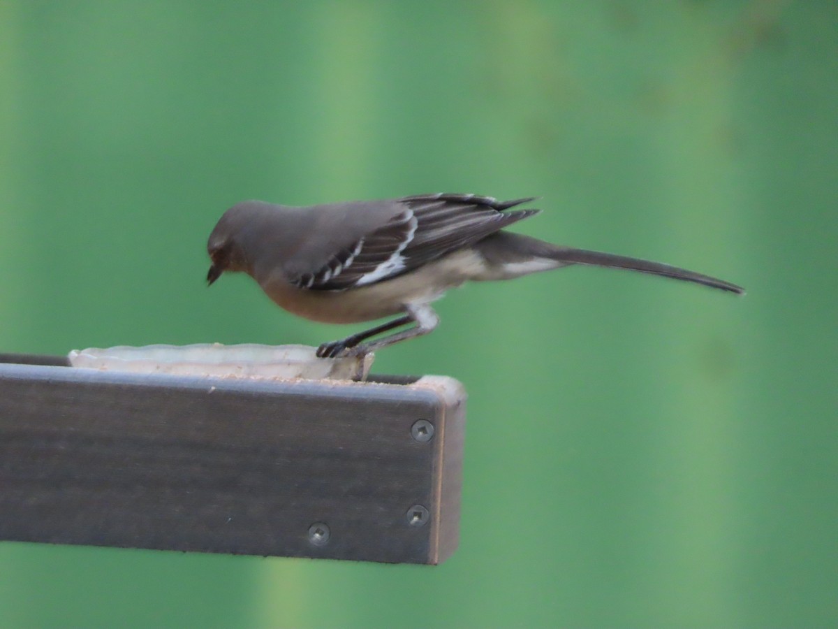 Kuzeyli Taklitçi - ML644725471