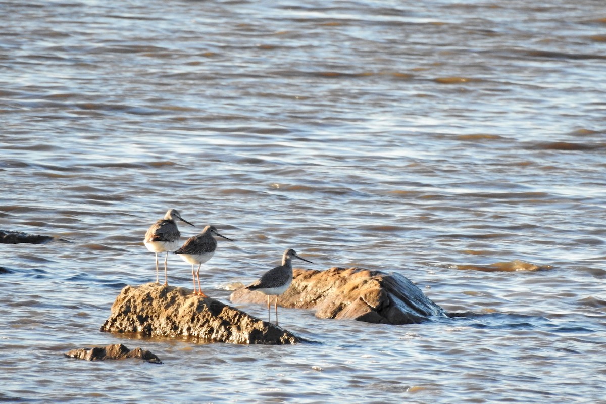 Коловодник строкатий - ML644725475