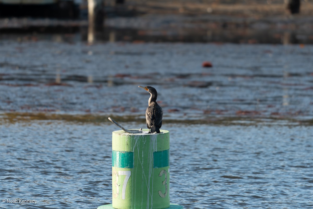 Double-crested Cormorant - ML644725497