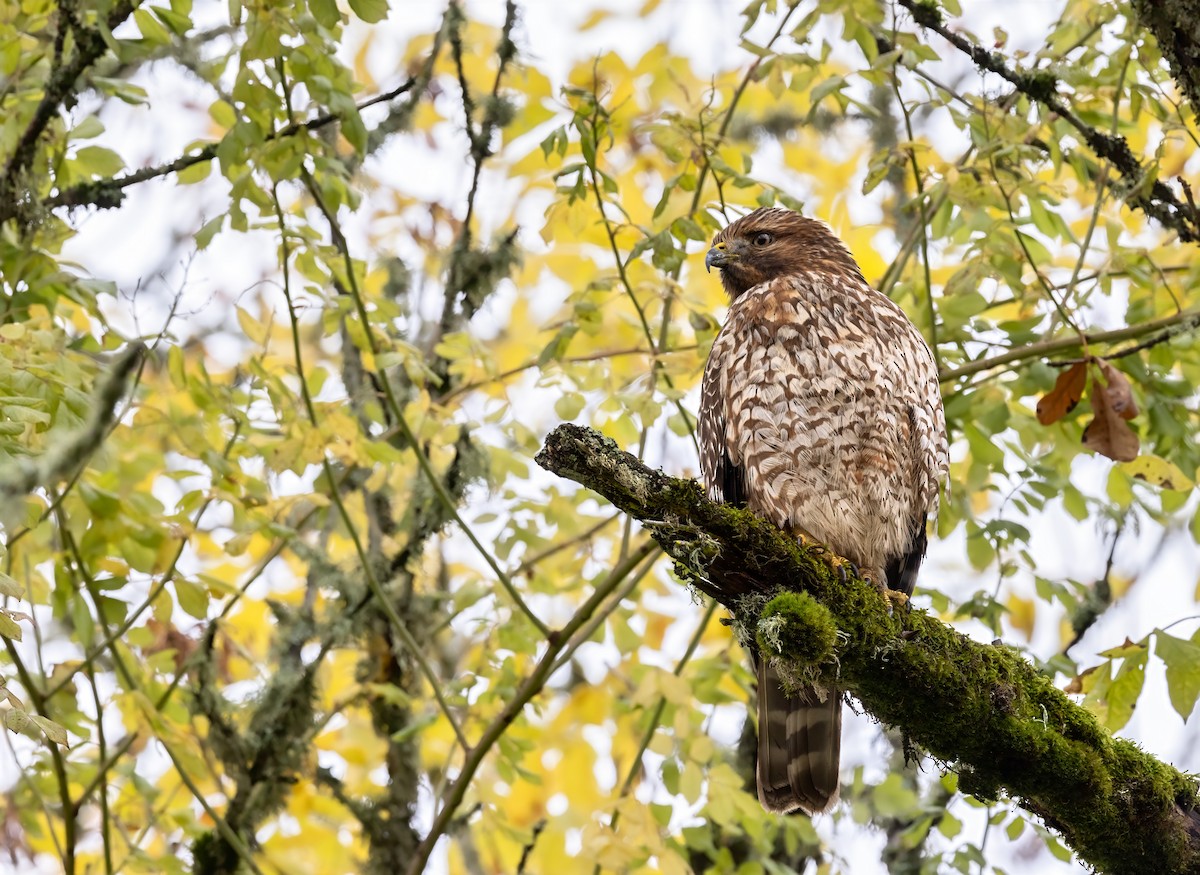 Red-shouldered Hawk - ML644725521