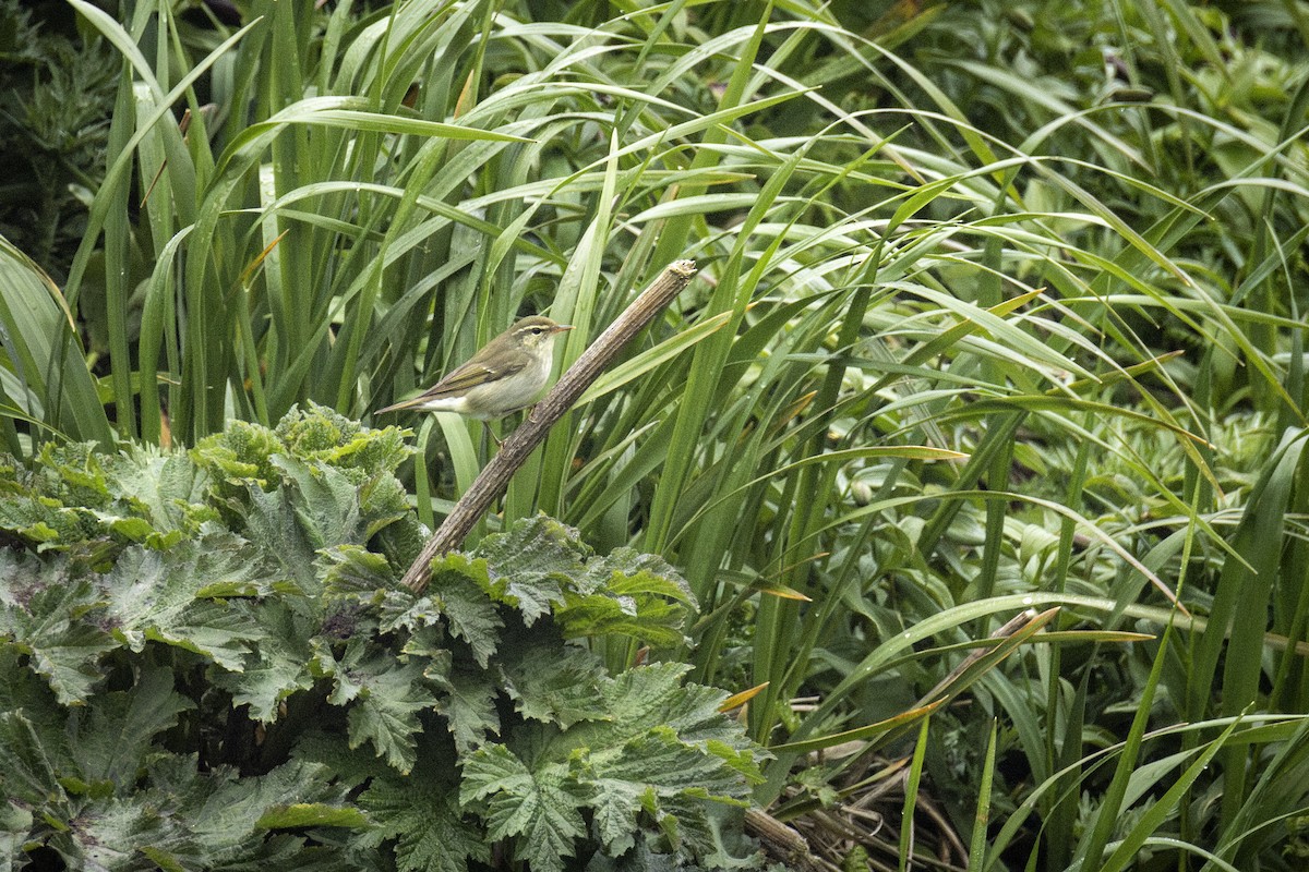 Kamchatka Leaf Warbler - ML644725529