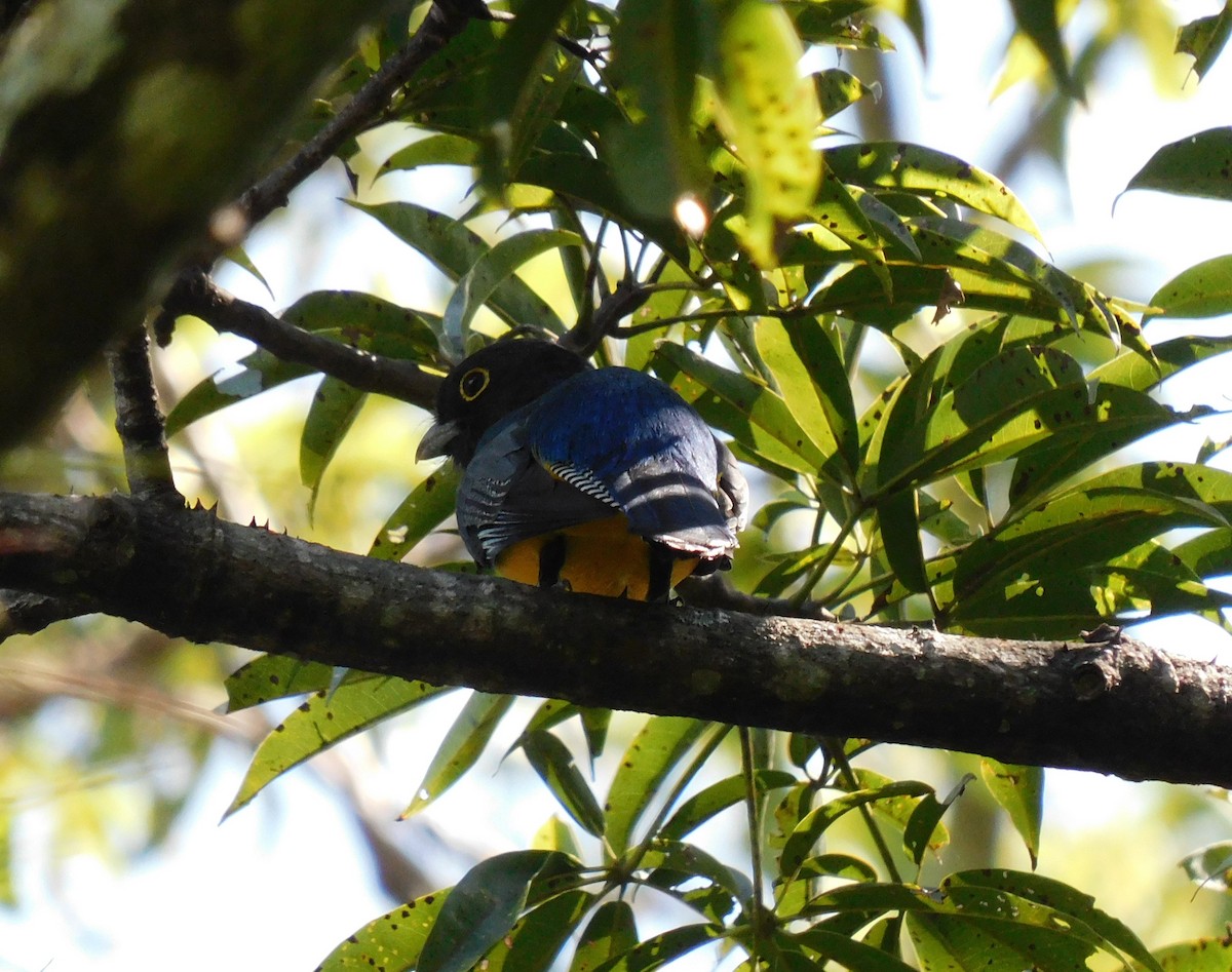 Gartered Violaceous Trogon - ML644725545