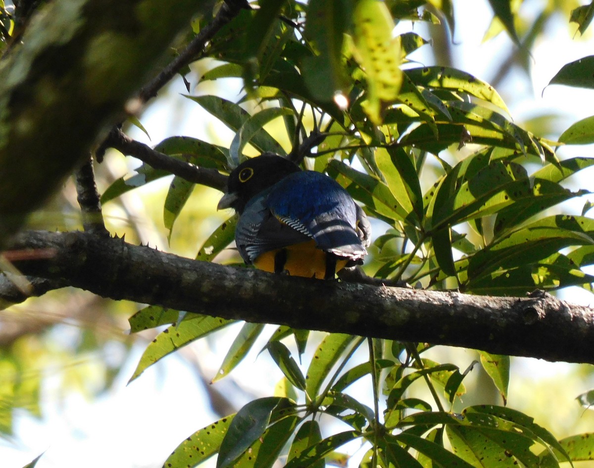 Gartered Violaceous Trogon - ML644725546