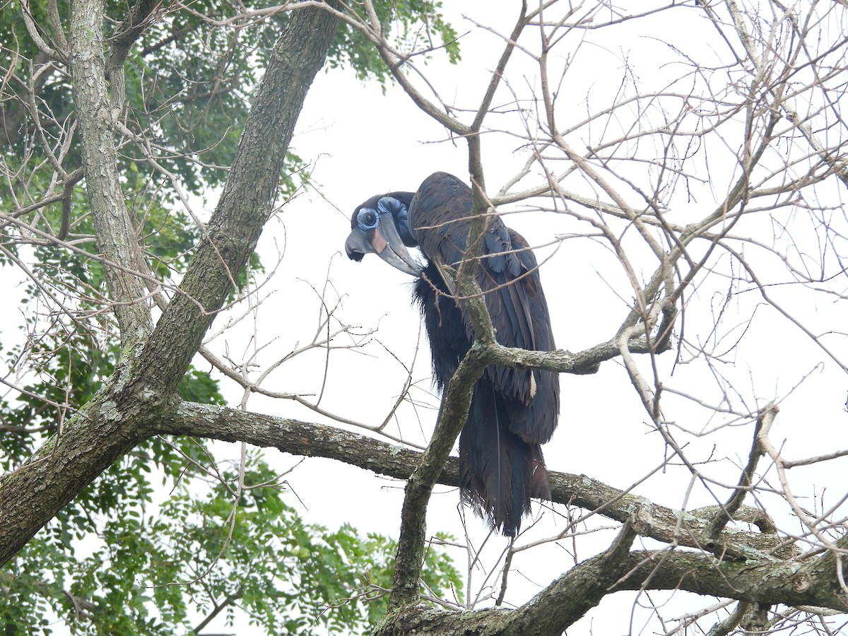 Abyssinian Ground-Hornbill - ML644725547