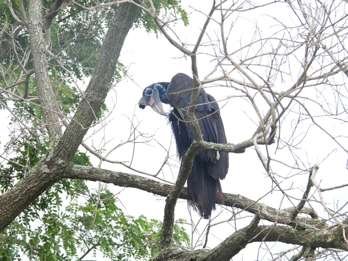 Abyssinian Ground-Hornbill - ML644725555