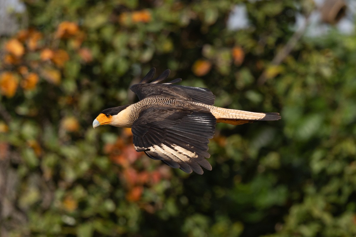 Crested Caracara - ML644725577