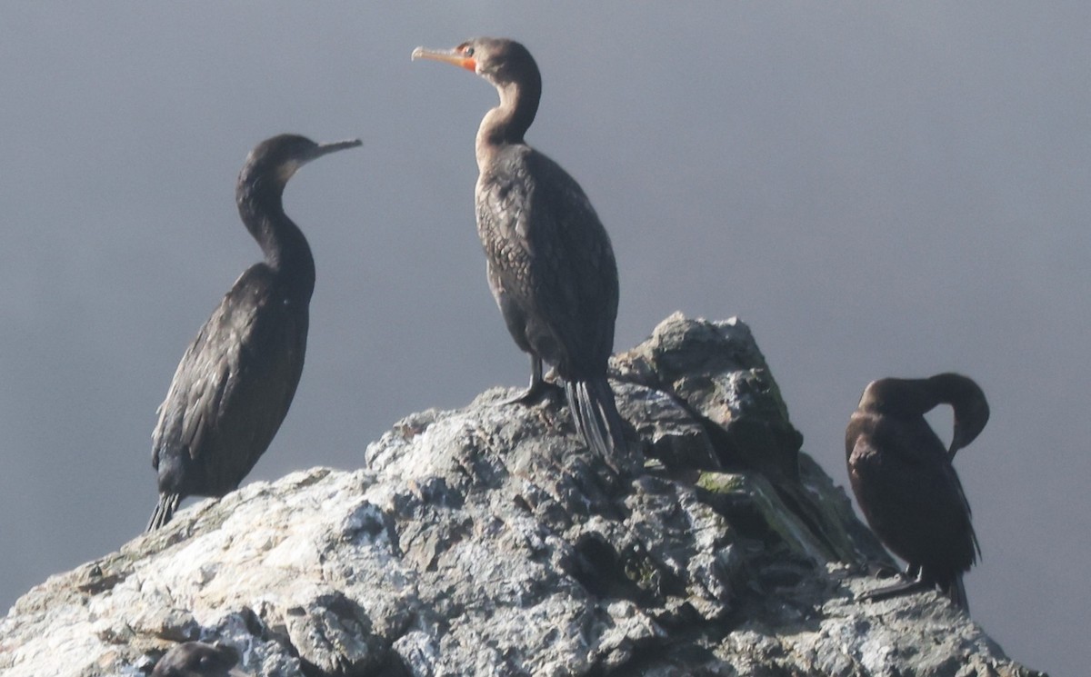 totoppskarv - ML644725586