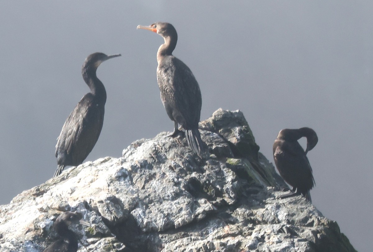 blåhakeskarv - ML644725595