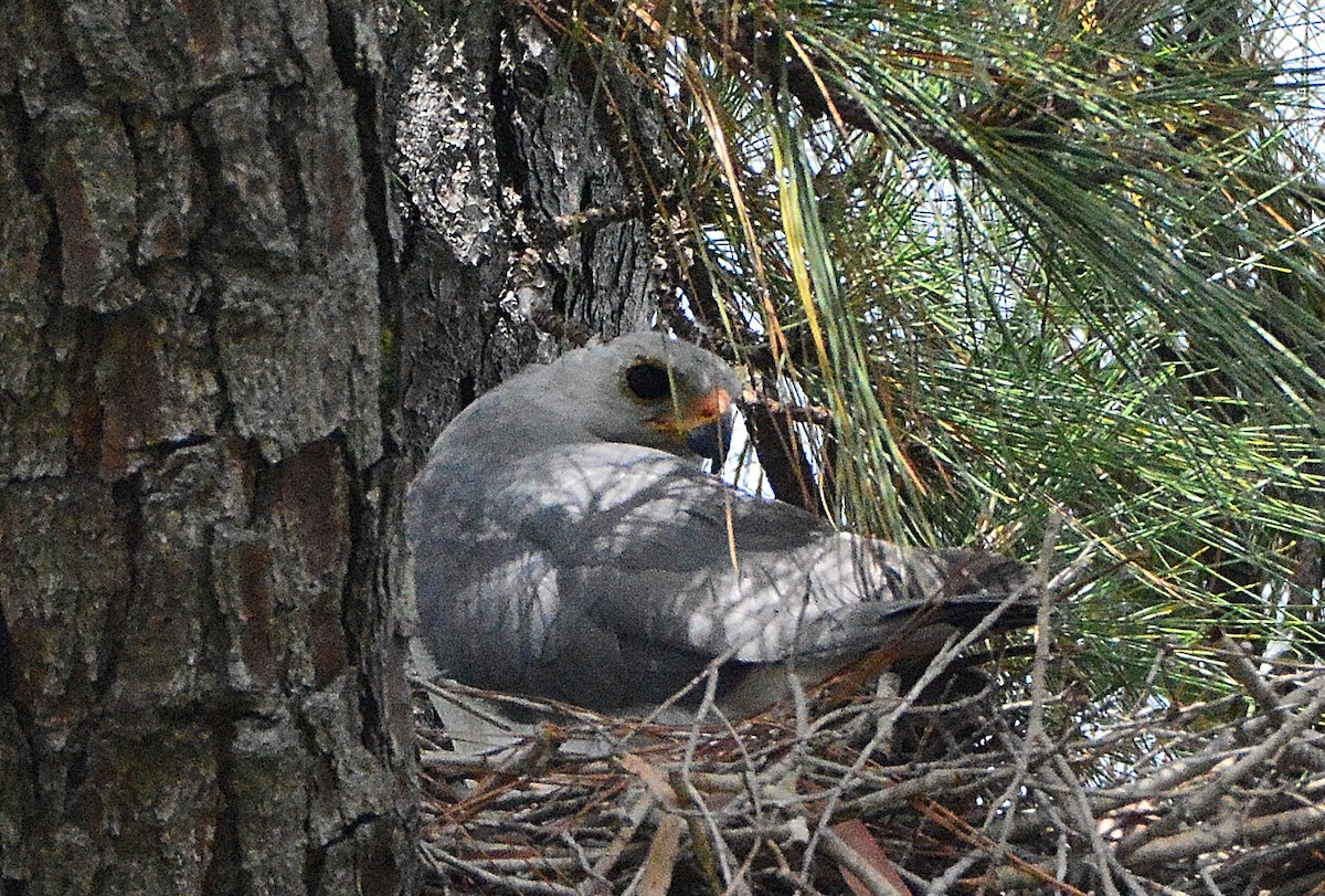 Gray Goshawk - ML644725601