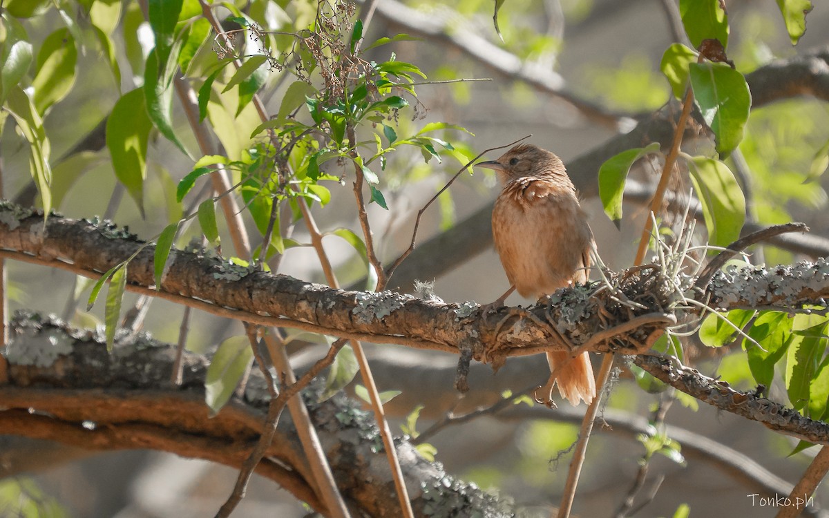 Spot-breasted Thornbird - ML644725605