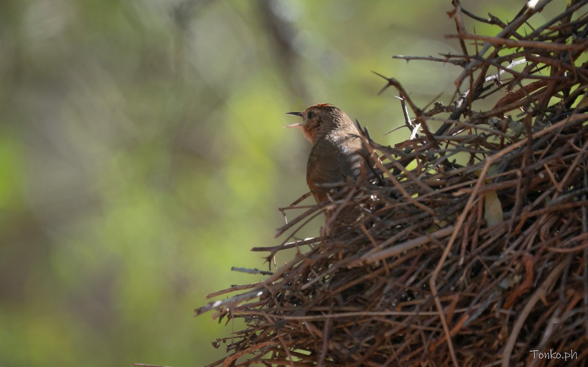 Spot-breasted Thornbird - ML644725606