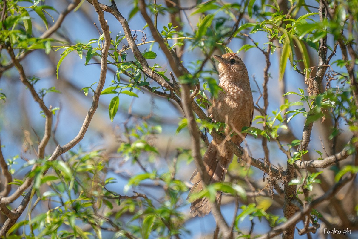 Spot-breasted Thornbird - ML644725607