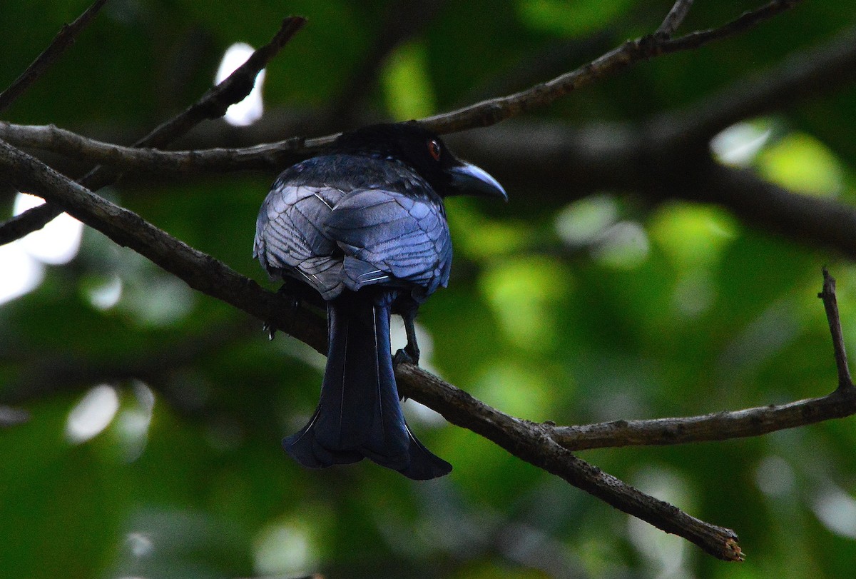 Spangled Drongo - ML644725618