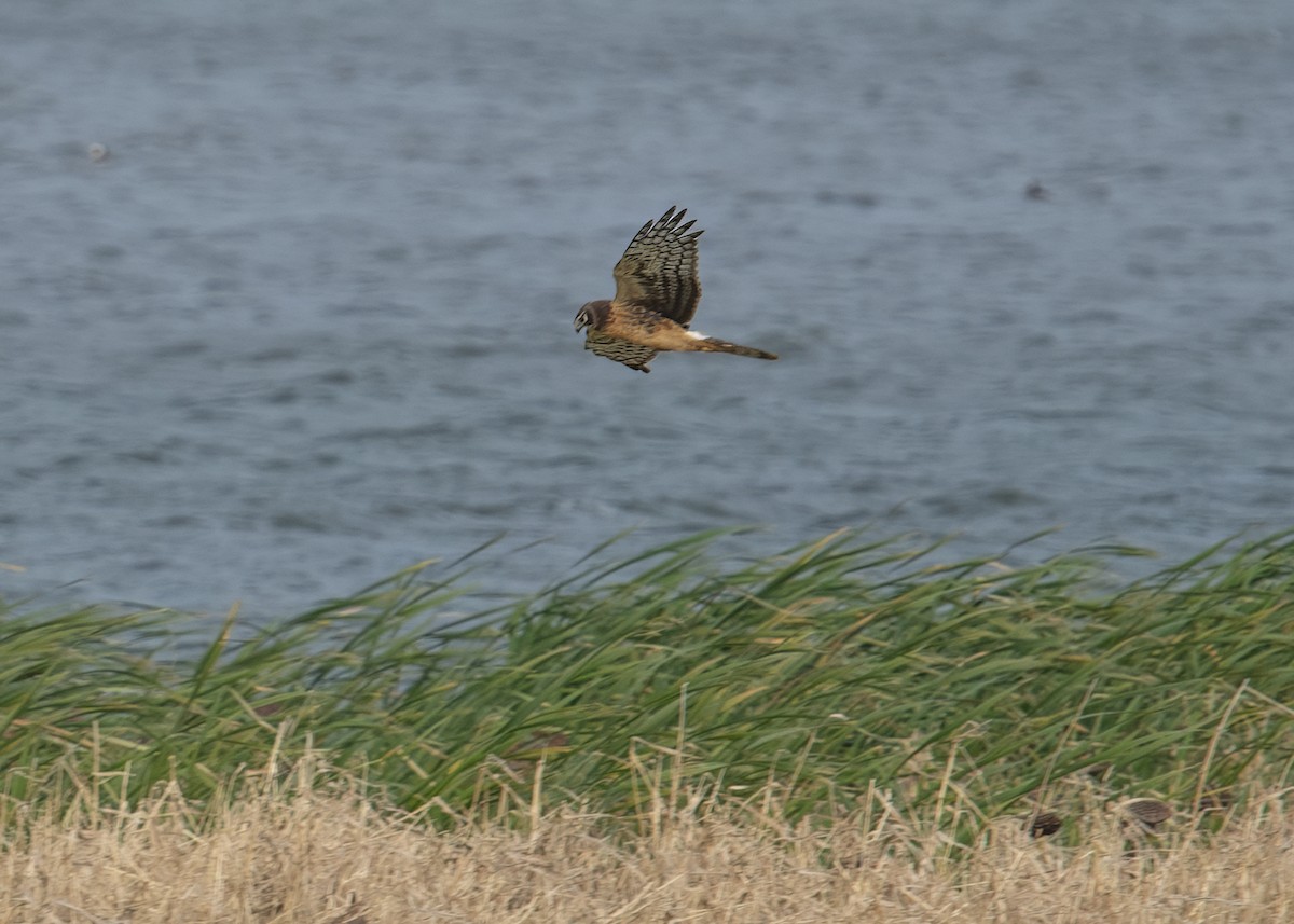 זרון אמריקני - ML644725629