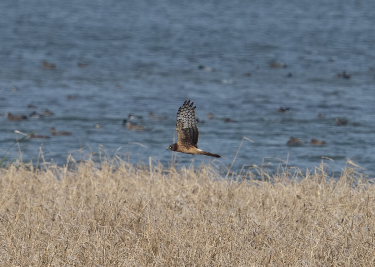 זרון אמריקני - ML644725630