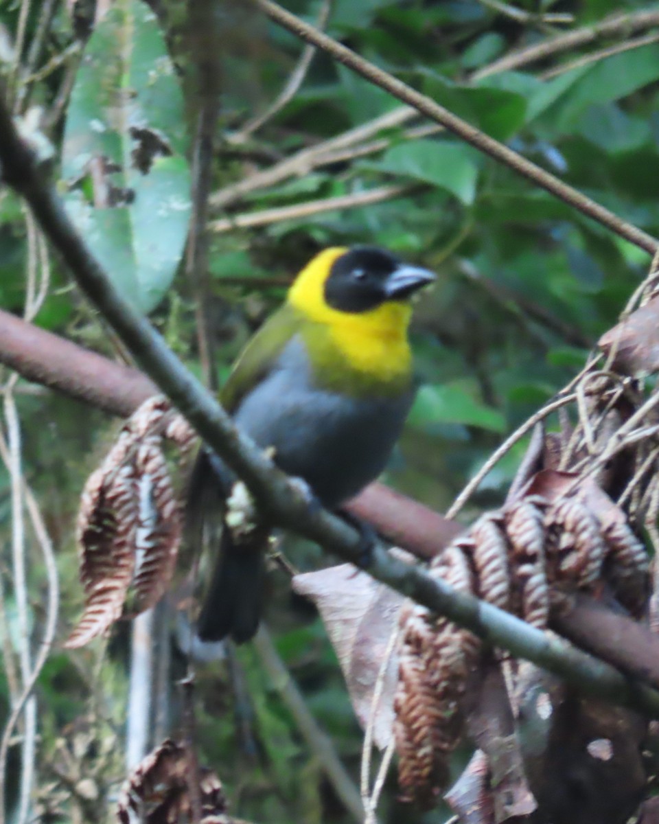 Nelikurvi Dokumacısı - ML644725634