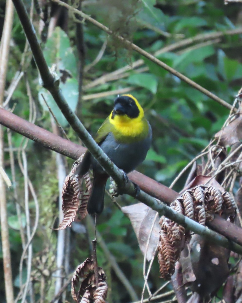 Nelikurvi Dokumacısı - ML644725635