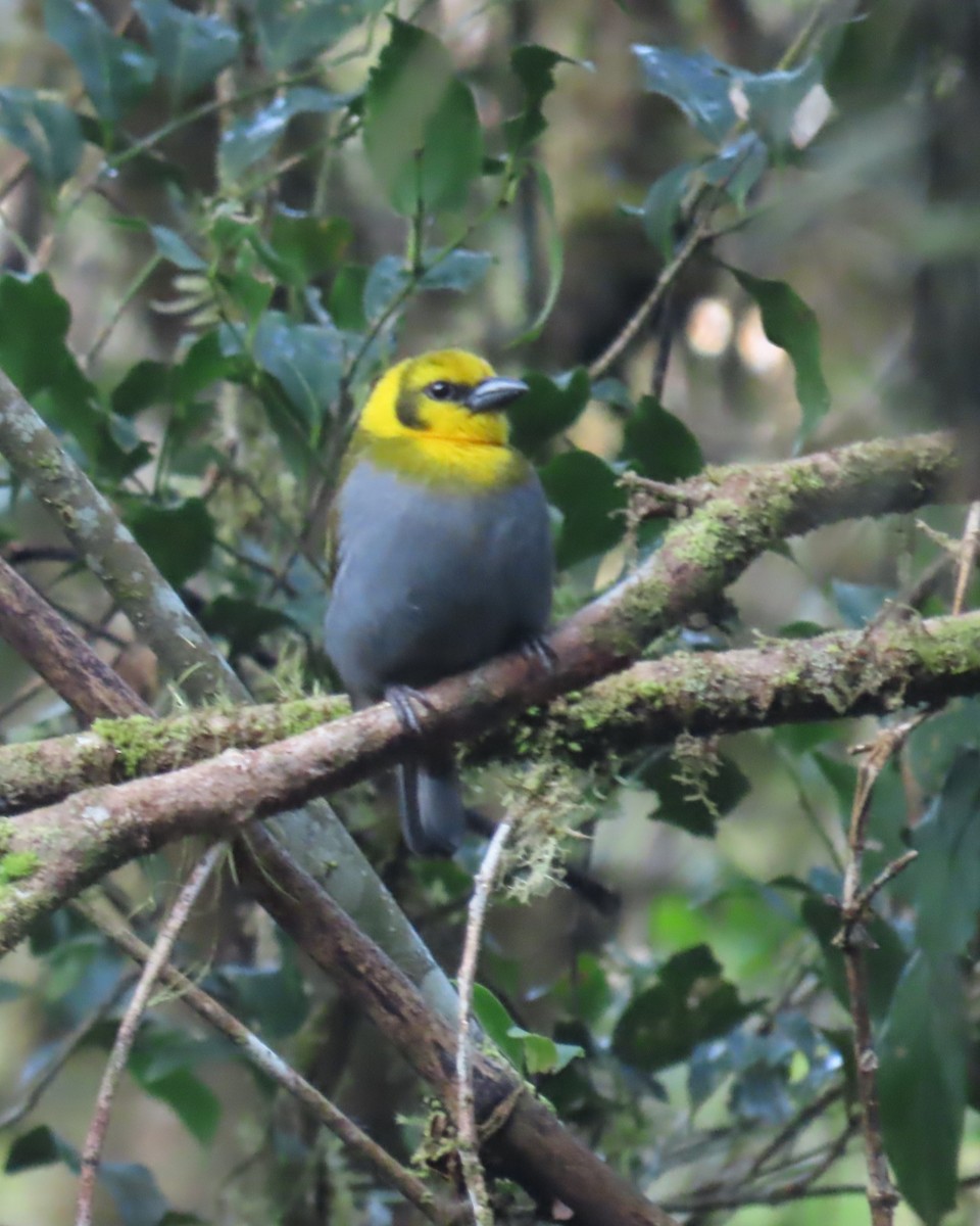 Nelikurvi Dokumacısı - ML644725636