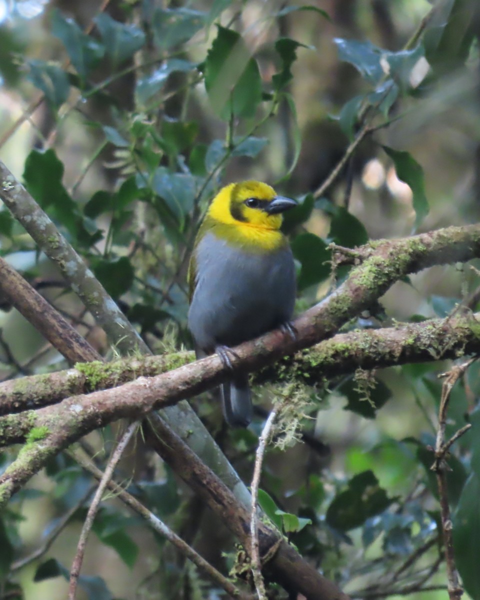 Nelikurvi Dokumacısı - ML644725637