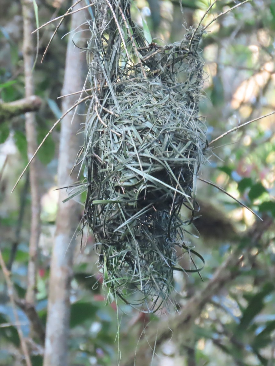 Nelikurvi Dokumacısı - ML644725638