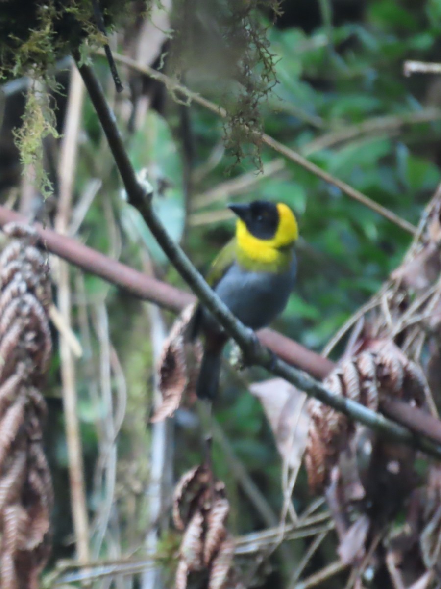 Nelikurvi Dokumacısı - ML644725639