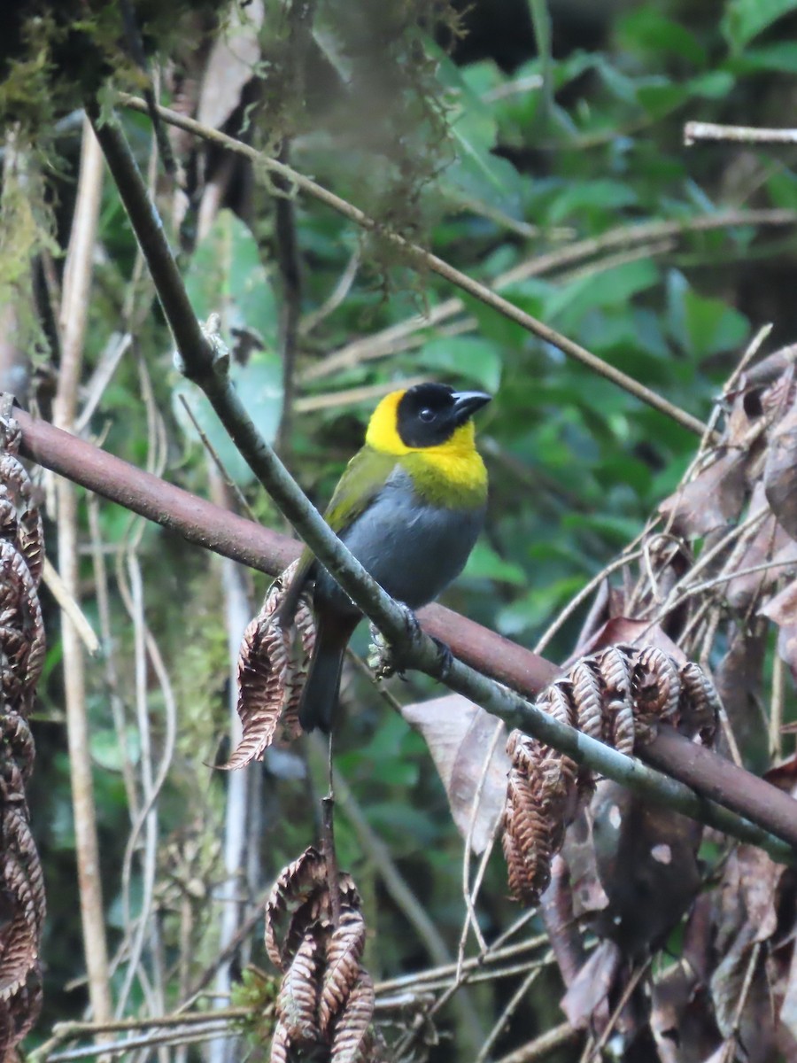 Nelikurvi Dokumacısı - ML644725640