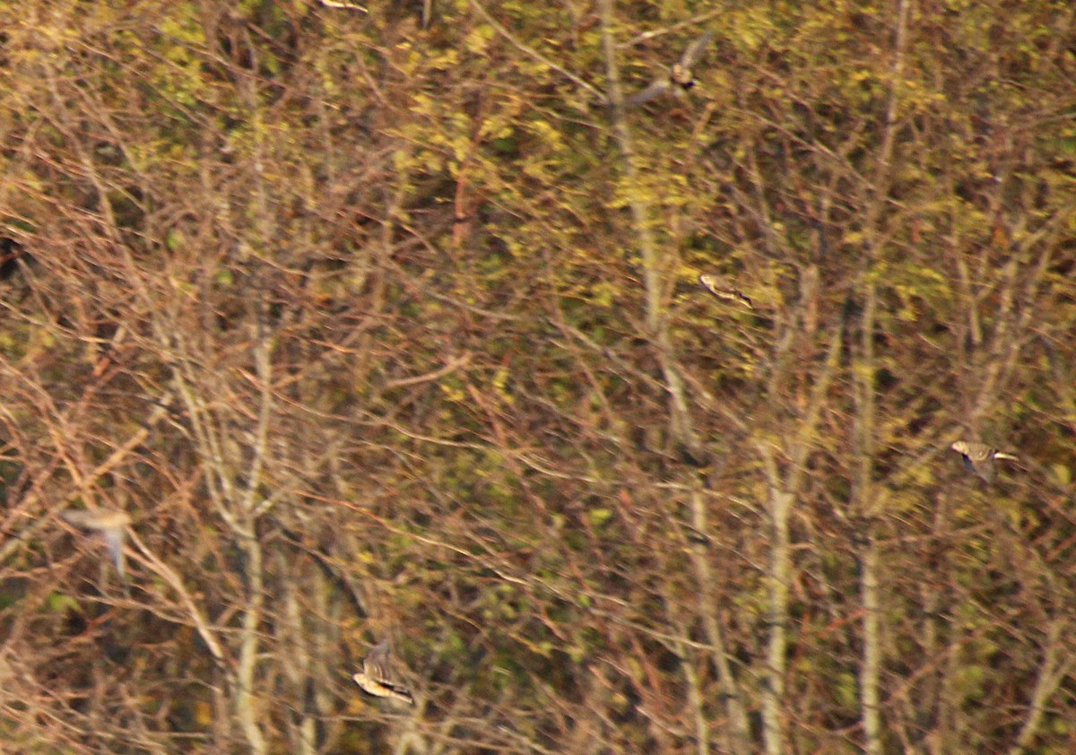 American Pipit - ML644725641